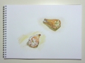 p1030660-seashells-study