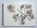 p1030663-twig-study